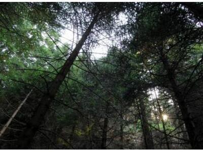 Γιάννενα: Είχαν κρύψει στο δάσος 131 κιλά χασίς 