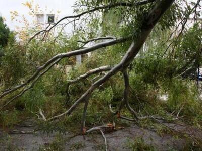Πάτρα: Έπεσαν δέντρα σε Καστελόκαμπο και Καστρίτσι
