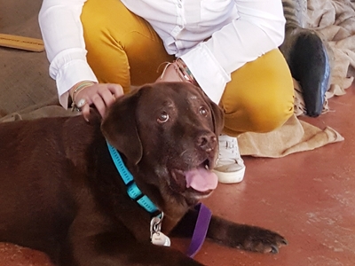 Ο Ραβέλ είναι ο πρώτος σκύλος μουσειοπαι...