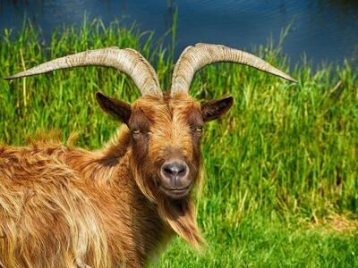 Οι κατσίκες προτιμούν τους χαρούμενους α...