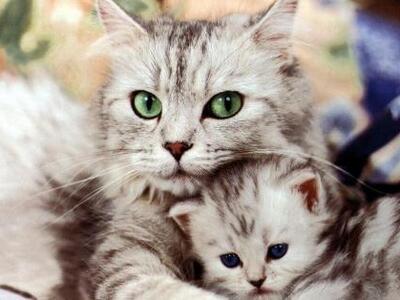 Πάτρα: Δύο γάτες μιλάνε για τον έρωτα......