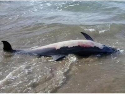 Κρήτη: Ξέβρασε νεκρό δελφίνι η θάλασσα 