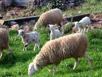 Κατακρεούργησαν ζώα στην Πάλαιρο