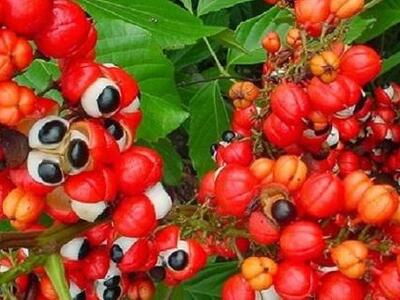 Το Γκουαρανά βοηθά στο αδυνάτισμα