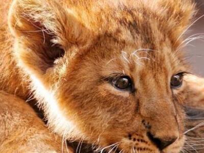 Νέα γενετική ανάλυση φωτίζει την καταγωγ...