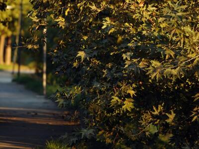 Ναύπακτος: Μητρώο διάσωσης των πλάτανων ...