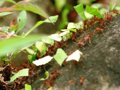 «Τρελά μυρμήγκια» καταστρέφουν ηλεκτρικές συσκευές