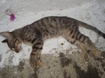 Υπάνθρωπος σκότωσε τα γατάκια τους...