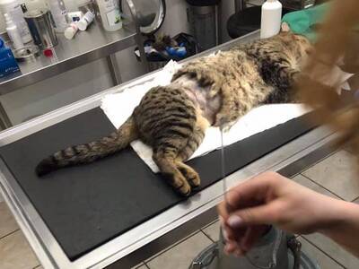 Πάτρα: Έβαλαν συρμάτινη θηλιά σε αδέσποτο γάτο
