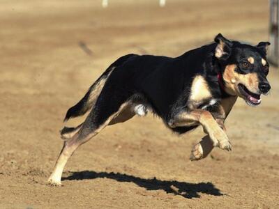 Αγρίνιο: Σκύλος δάγκωσε νεαρό– Συνελήφθη...
