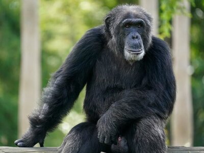 Σουηδία: Θανατώθηκαν τρεις χιμπατζήδες -...