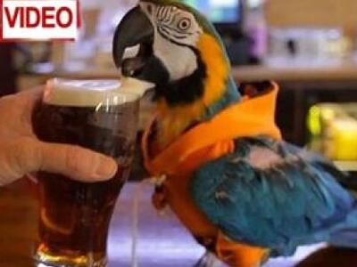 Τζακ, ο παπαγάλος λάτρης της μπύρας