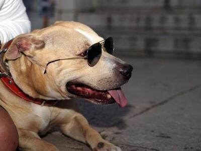 Στο νοσοκομείο μετά από επίθεση σκύλου