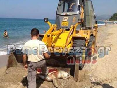 Πρέβεζα: Μια ακόμη νεκρή θαλάσσια χελώνα...