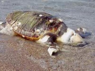 Νεκρή βρέθηκε χελώνα καρέτα-καρέτα, στην...