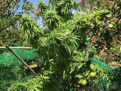 41χρονος Πατρινός καλλιεργούσε χασίς - Ε...