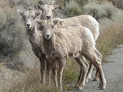 Καλάβρυτα: Πρόσκληση των κτηνοτρόφων για...
