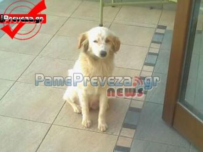 Πρέβεζα: Ο θηλυκός «Χάτσικο» που συγκίνη...
