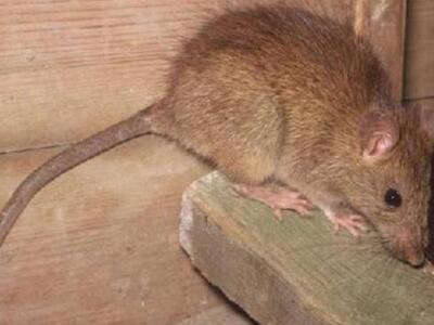 Μετέτρεψαν ποντίκια σε... δολοφόνους βομ...