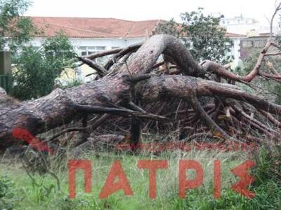 Πύργος: Κατέρρευσε πεύκο ύψους 20 μέτρων 