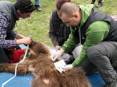 Έσωσαν αρκουδάκι που πιάστηκε σε παγίδα
