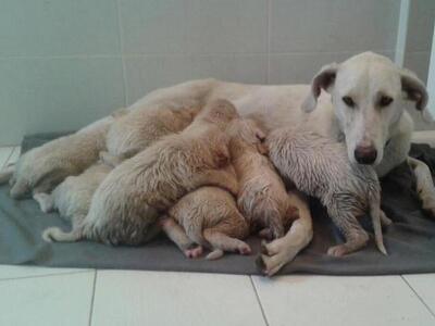 Πάτρα: Επιχείρηση απεγκλωβισμού από την ...