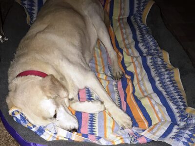 Θυμάστε την πυροβολημένη λαμπραντορίτσα;...