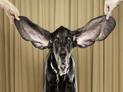 Δείτε το σκύλο με τα μεγαλύτερα αυτιά – Βίντεο