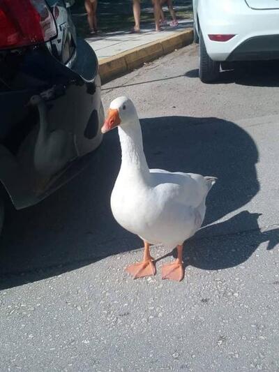 Φωτό Βάσως Σπαθή