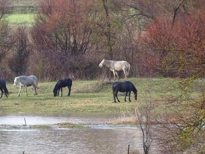 Εντυπωσιάζουν οι εικόνες του Βουραϊκού π...