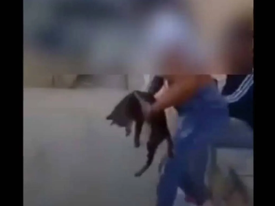 Μαθήτρια κλωτσά γάτα και το «διασκεδάζει...