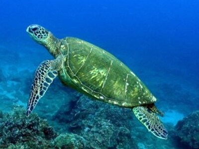 Ακόμα μια καρέτα-καρέτα βρέθηκε νεκρή στ...