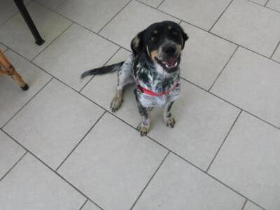 Χαμός με τα αδέσποτα - 3.000 μόνο στους ...