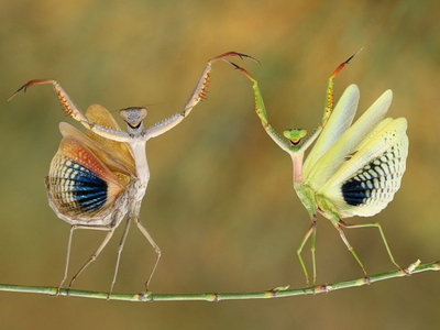 Τα αλογάκια της Παναγίας χορεύουν