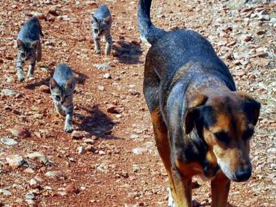 Πάτρα: Παζάρι για την ενίσχυση του Αχαϊκ...