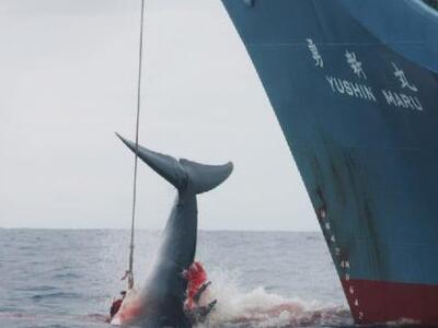 Αμετανόητη η Ιαπωνία συνεχίζει τη φαλαιν...