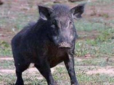 Γιάννενα: Αγριογούρουνο έκανε βόλτα στα ...