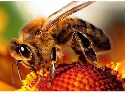 Πρόπολη: Ένα φυσικό αντιβιοτικό  