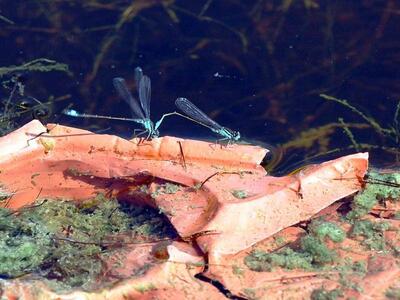 Πάτρα: Ο Δήμος ψεκάζει για τα κουνούπια