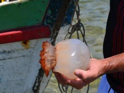 Πάτρα: Swymm, μία εφαρμογή στο κινητό γι...