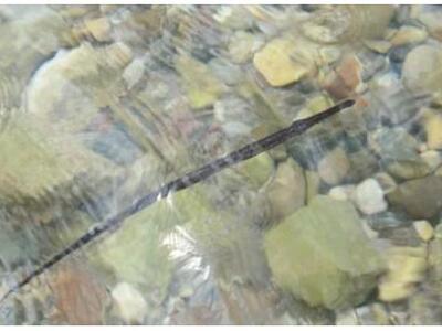 Δείτε ένα παράξενο ειδος ψαριού που εμφα...