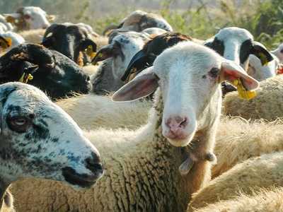 Συναγερμός για την ευλογιά αιγοπροβάτων:...