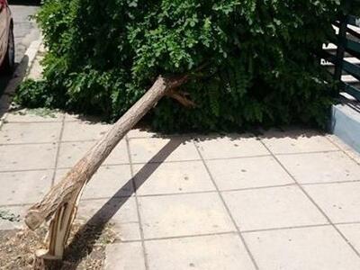 Πάτρα: Ξαφνικά, το δέντρο στα Ψηλά Αλώνι...