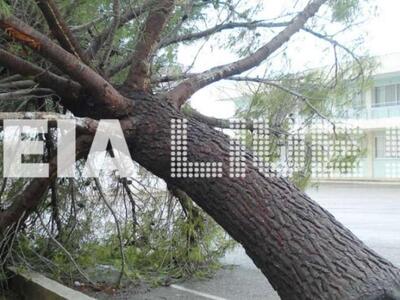 Αμαλιάδα: Πτώση πεύκου στο προαύλιο του ...