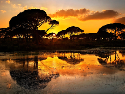 Στροφυλιά: Το δάσος της Αχαΐας που θυμίζει Κένυα! ΔΕΙΤΕ ΦΩΤΟ