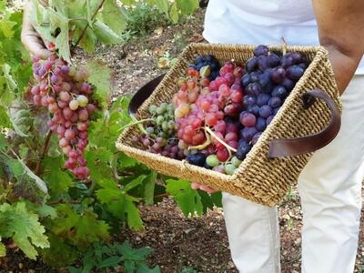 Ροδίτης Αλεπού, Μαυρούδι, Μοσχάτο και Σουλτανίνα.