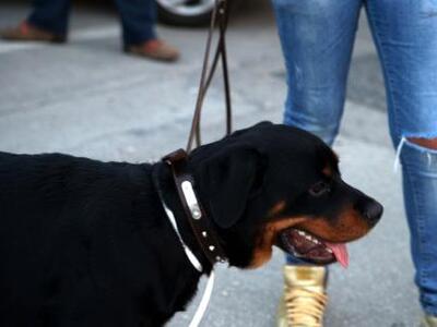 Πυρ και μανία με τα σκυλιά... οι Βρετανο...