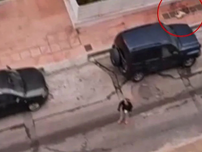 Λυκόσκυλο κατασπάραξε κανίς μέσα απ' την...