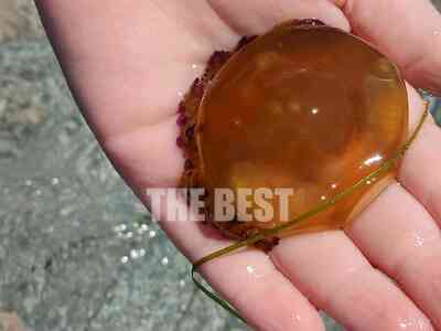 Αχαΐα: “Πλημμύρα” από μέδουσες από Λακκό...