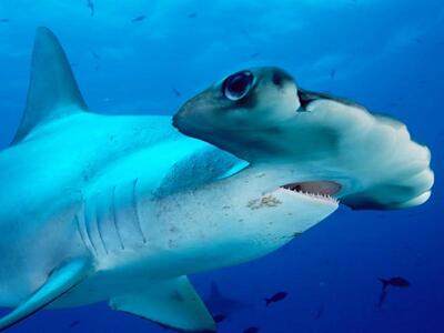 Ασπρόμαυρη η όραση των καρχαριών